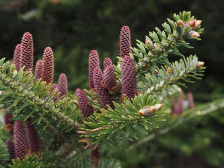 Korea fir, Abies koreana, pollinating female cones, close up,の写真素材
