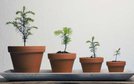 Four young potted firs in a row, conservation concept, growth, oxygen production, forest management,...