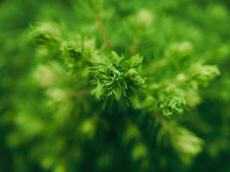 Close-up of a sugarloaf spruce (Picea glauca var. albertiana 'Conica') from above, selective focus...