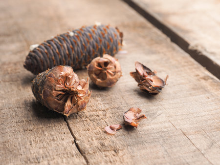 Korea fir seeds on a wooden garden table, Forestry and landscaping conceptの写真素材