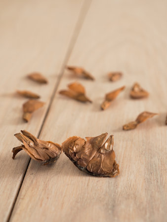 Seeds of a Nordmann fir tree on a rustic wooden table, reforestation concept, co2 storageの写真素材
