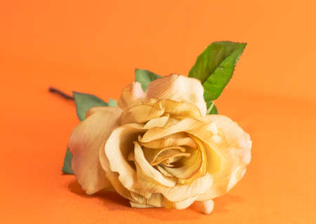 yellow rose with green leaves on an orange backgroundの写真素材