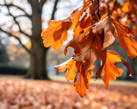 autumn leaves on the ground in a parkの素材