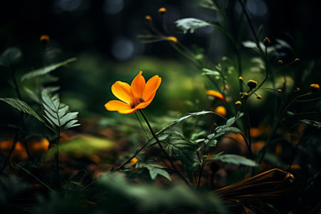 a single orange flower in the middle of a fieldの素材