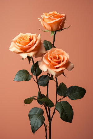 three orange roses against a pink backgroundの素材
