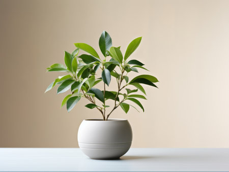 a potted plant in a white pot on a tableの素材