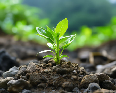 a small plant is growing out of the groundの素材