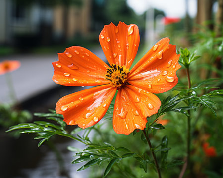an orange flower with water droplets on itの素材