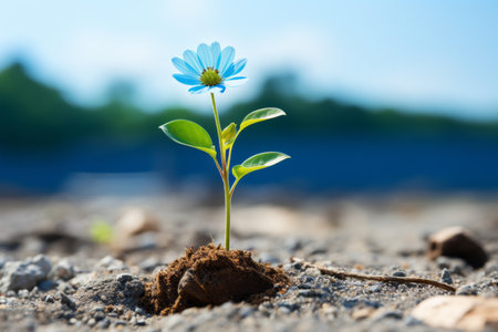 a small blue flower is growing out of the groundの素材