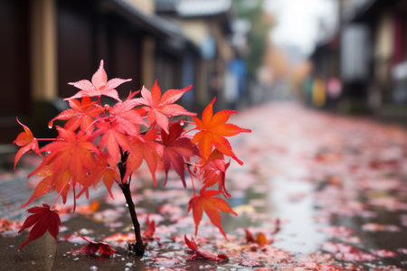 a single red maple tree in the middle of a wet streetの素材