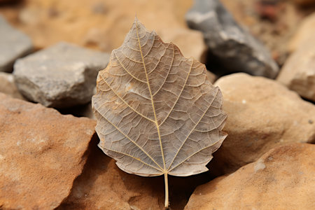 a dead leaf sits on top of a pile of rocksの素材