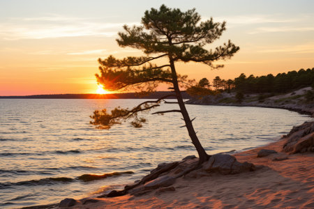 a lone pine tree on the shore of a lake at sunsetの素材