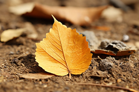 a single yellow leaf sits on the groundの素材