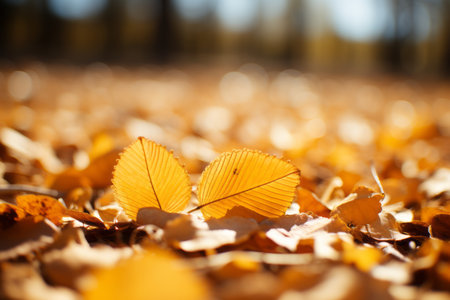 autumn leaves on the groundの素材