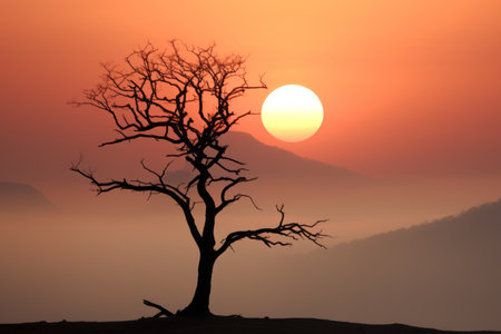 silhouette of a dead tree in front of a sunsetの素材
