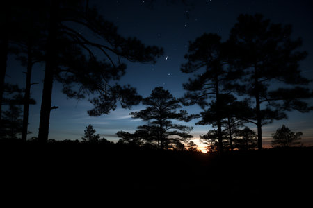 silhouette of trees at night with the moon and stars in the backgroundの素材