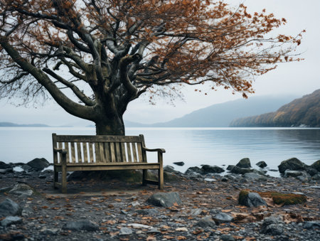 a bench sitting under a tree next to a body of waterの素材