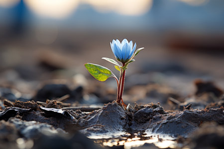 a small blue flower is growing out of the groundの素材
