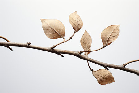 a branch with some leaves on itの素材