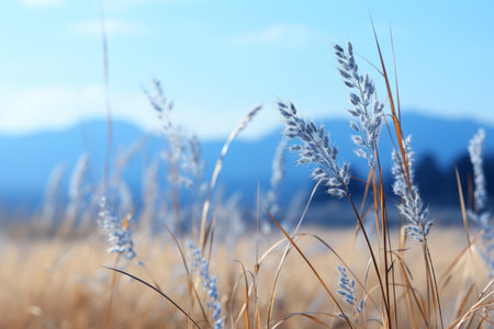 a field of tall grass with mountains in the backgroundの素材
