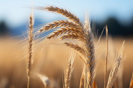 a close up of some wheat in a fieldの素材
