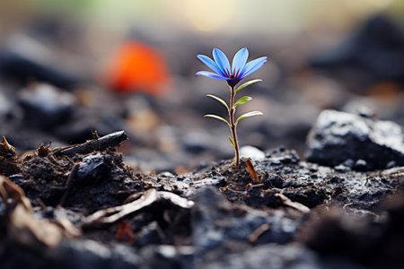 a small blue flower is growing out of the groundの素材