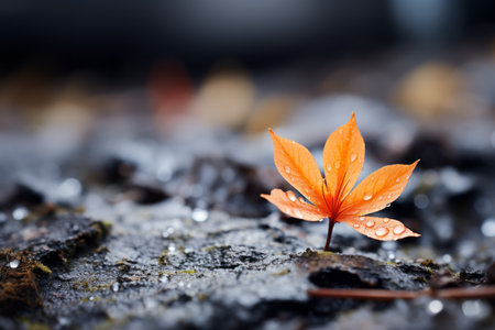 an orange leaf sits on top of a rock with water droplets on itの素材