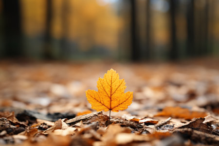 an orange leaf sits on the ground in a forestの素材