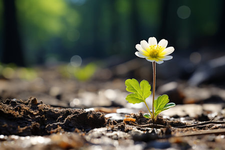 a small white flower is growing out of the ground in the middle of a forestの素材
