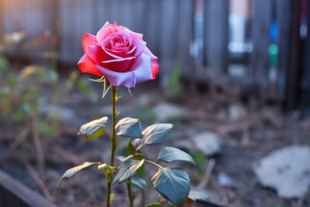 a pink rose is growing in front of a fenceの素材