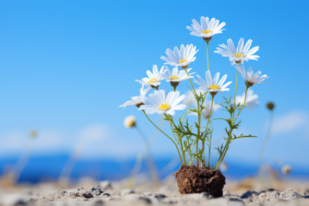 white daisies growing out of dirt in a potの素材