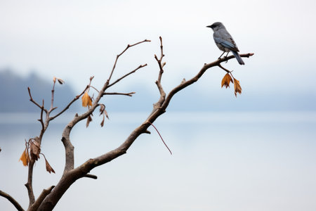 a small bird is perched on a tree branch in front of a body of waterの素材