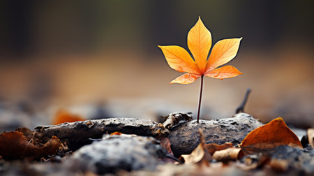 a single orange leaf sits on top of a pile of fallen leavesの素材