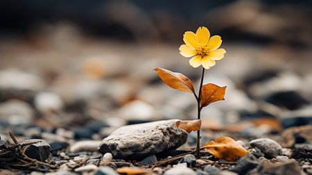 a single yellow flower is growing out of the groundの素材