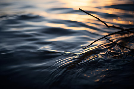a branch in the water at sunsetの素材