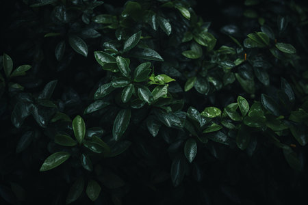 a close up of green leaves on a dark backgroundの素材