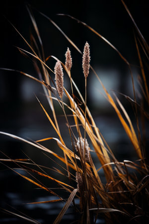 a close up of some tall grass by the waterの素材
