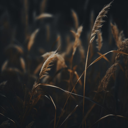 an image of tall grass in a dark fieldの素材