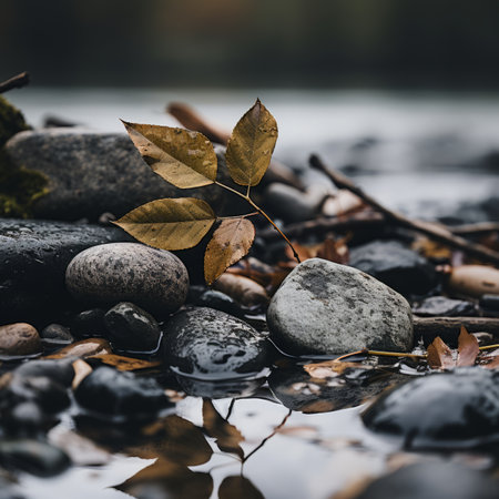 autumn leaves on rocks in the waterの素材