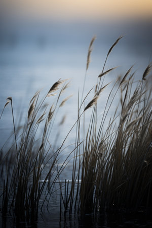 the grass is blowing in the windの素材