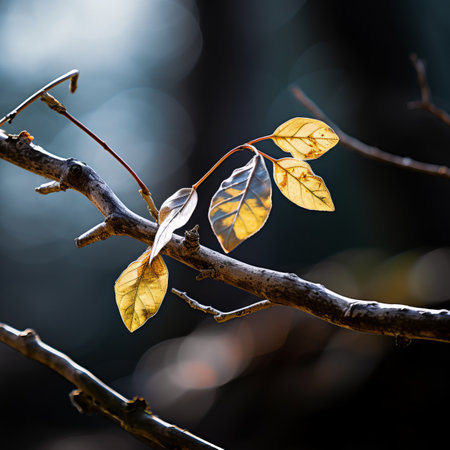 a branch with leaves on it in front of a blurry backgroundの素材