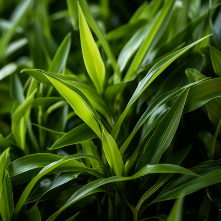 a close up of some green leaves on a plantの素材