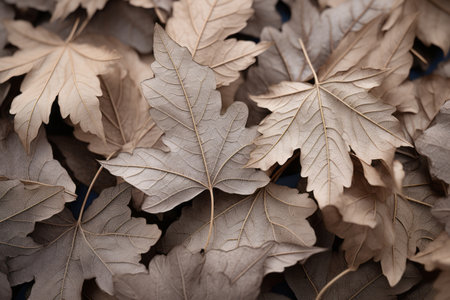 a pile of brown leaves on the groundの素材
