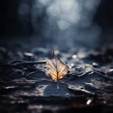 a single leaf sits on the ground in the darkの素材