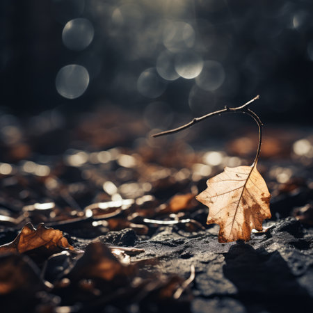 a single leaf lying on the ground in front of a blurry backgroundの素材
