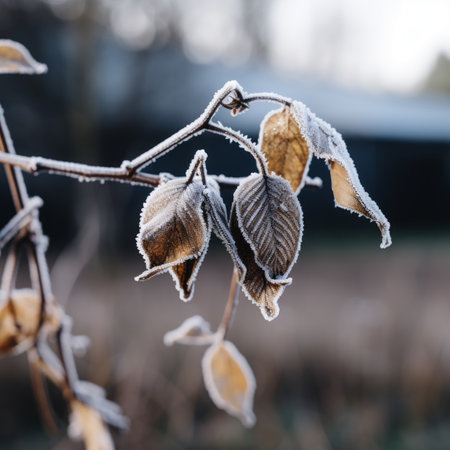 frosty leaves on a branch in front of a houseの素材