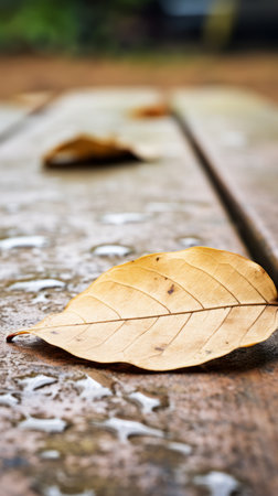 leaves on a wooden table in the rainの素材