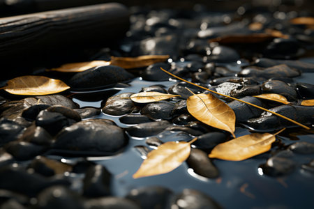 a close up of leaves on rocks in waterの素材