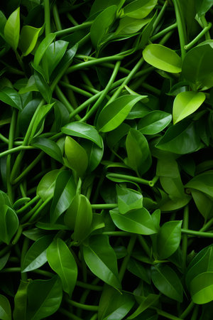 a close up of green leaves on a black backgroundの素材