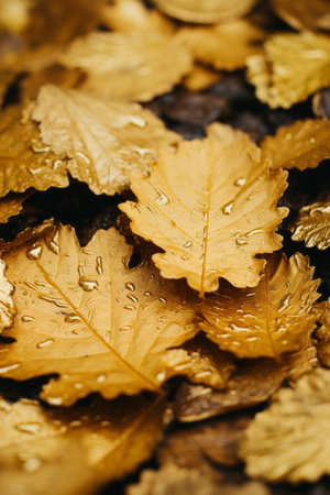 a pile of leaves with water droplets on themの素材